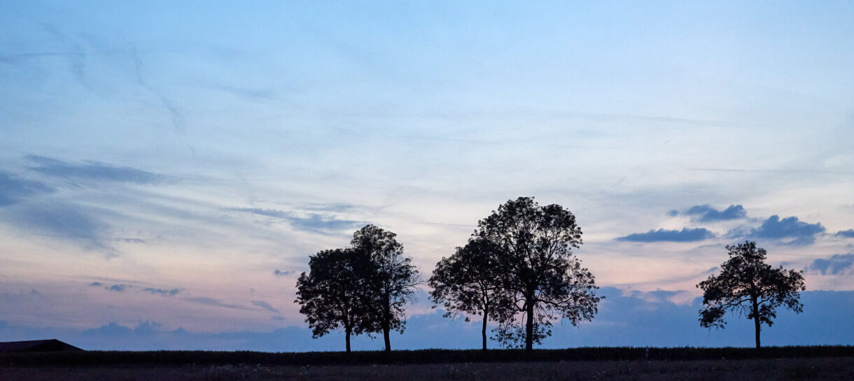 Concerts under the trees at Finnevaux